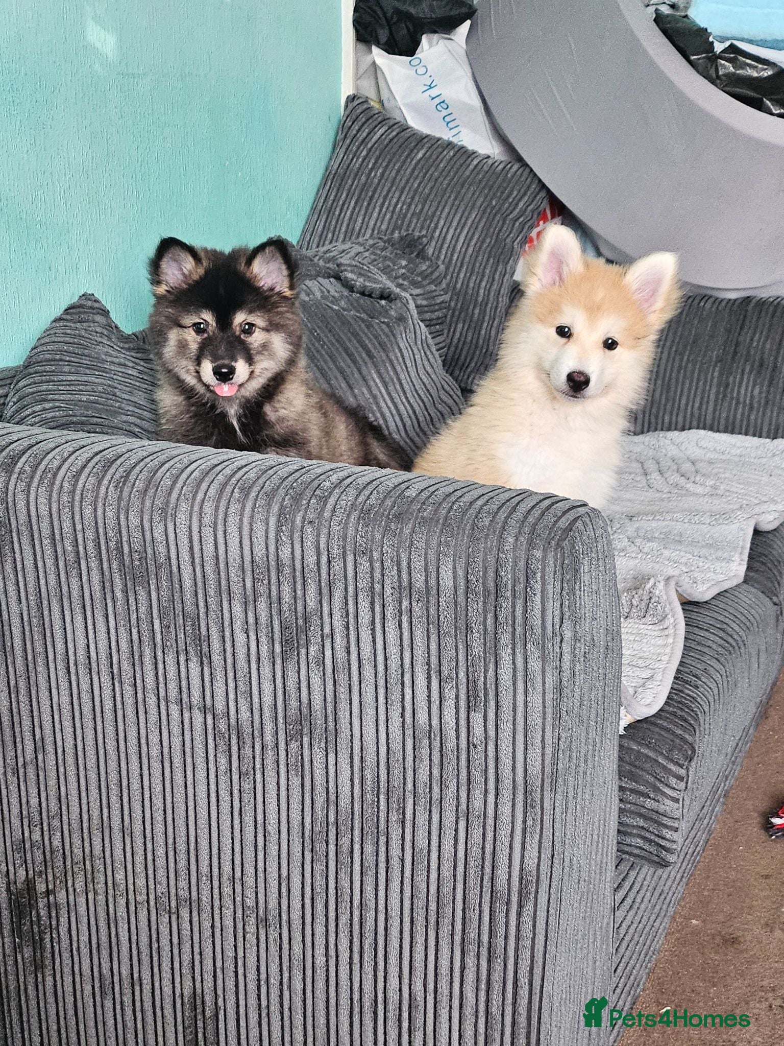 Pomsky dogs Stunning Pomsky Puppies  - Advert 7