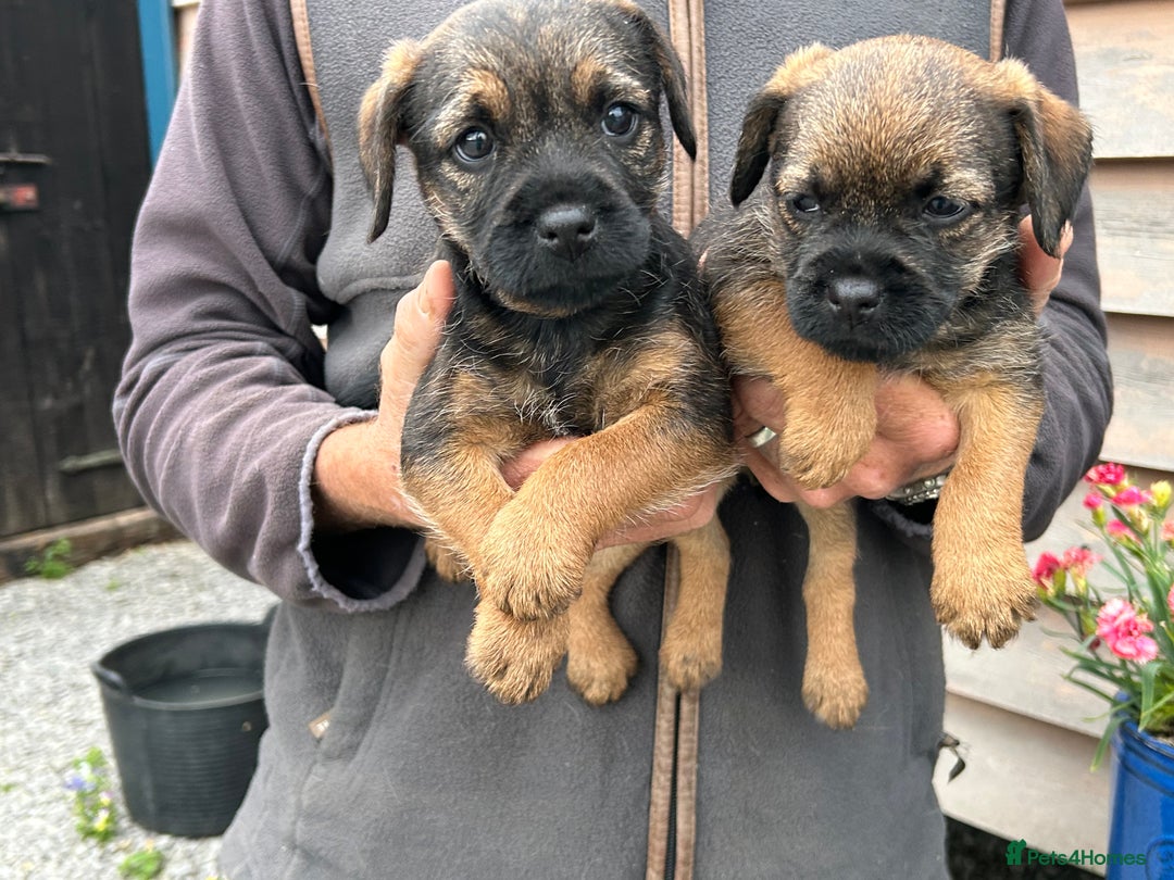 Border Terrier dogs for sale: Border Terrier Dogs  - Image 3