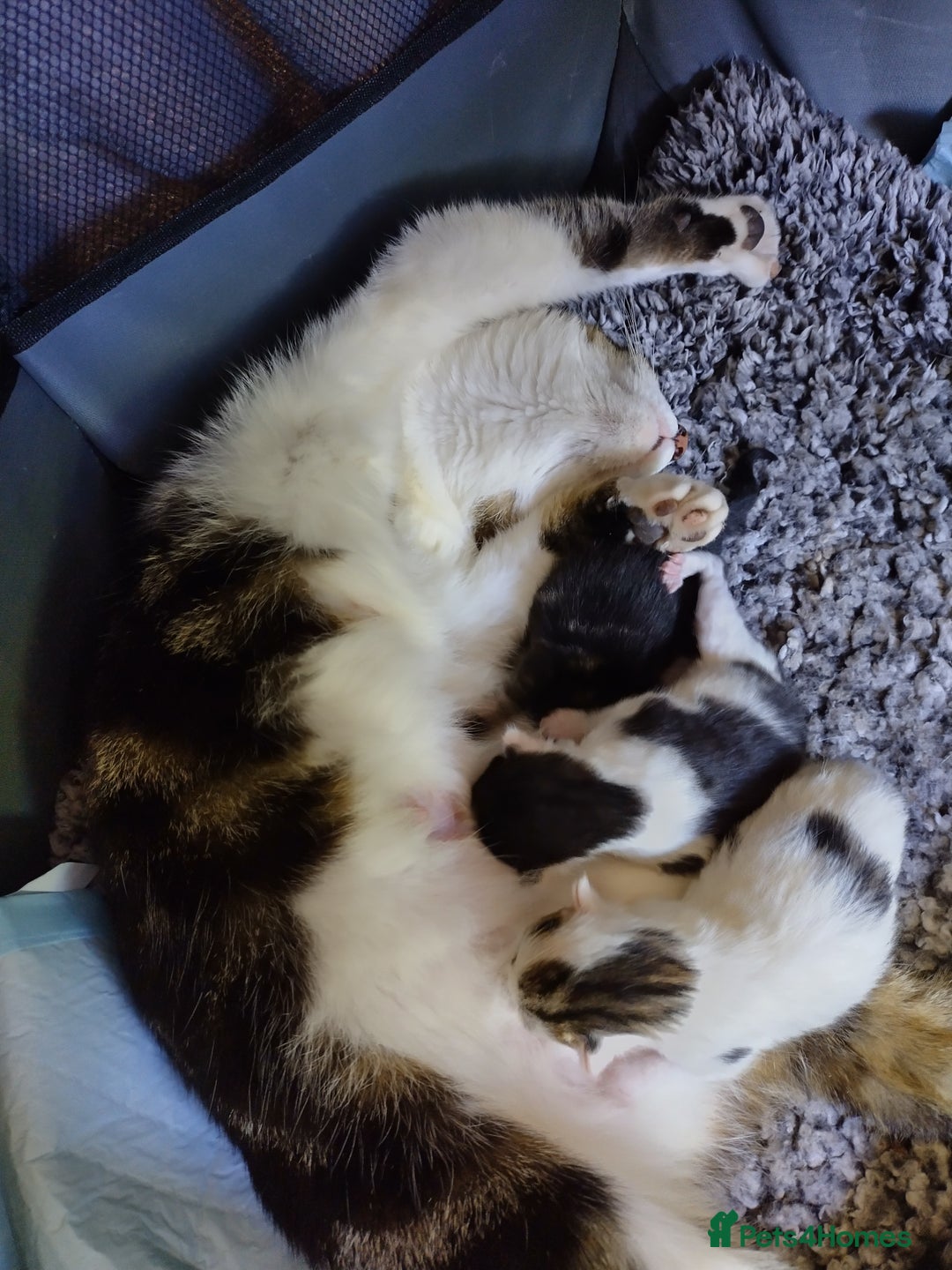 British Shorthair cats for sale: 1 gorgeous loving kitten left! - Image 3