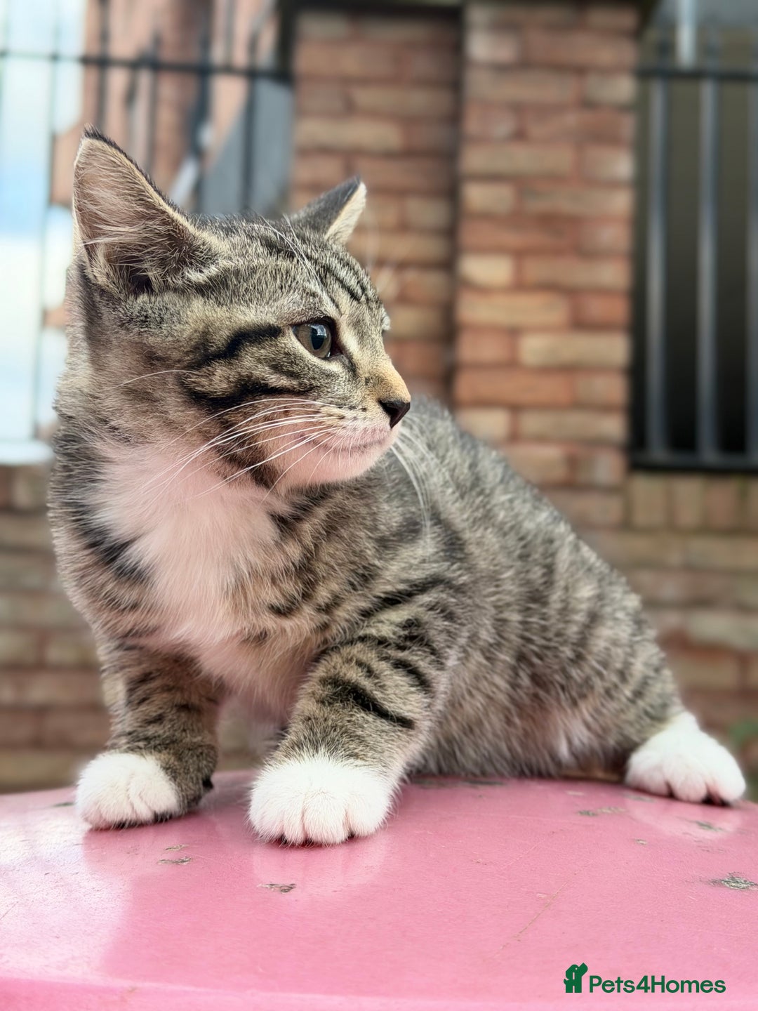 Norwegian Forest Cat cats for sale: Norwegian Forest Cat Mix kitten - Advert 11