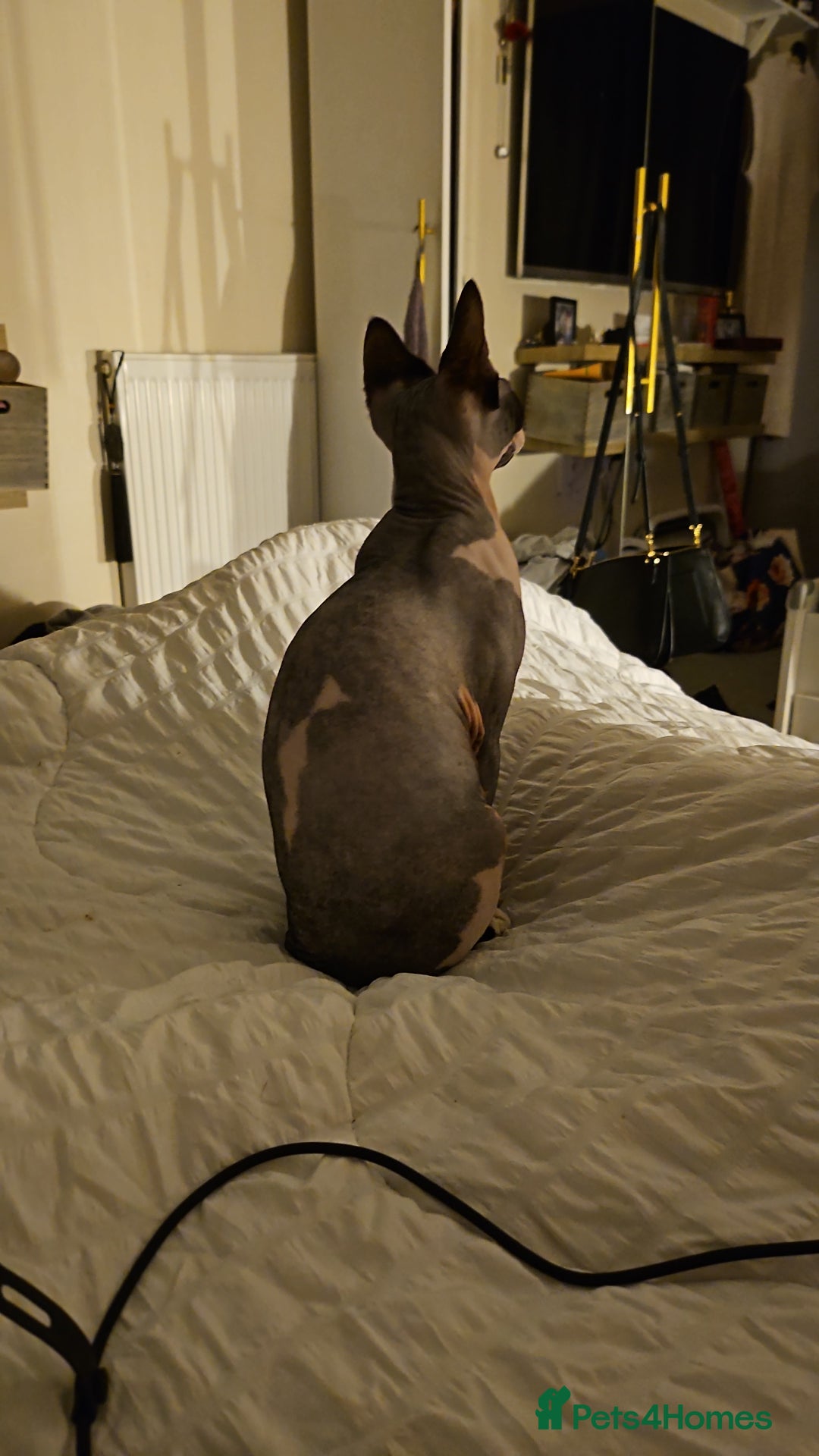 Sphynx cats for sale: Sphynx kitten £350 - £450 - Advert 3