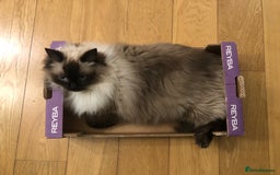Ragdoll cats for sale: Two adorable ragdolls ready for new home  - Image 5