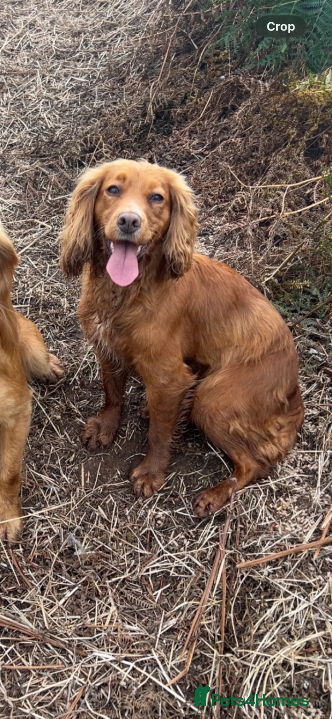 Cocker Spaniel dogs for sale: KC registered Cocker spaniel puppies  - Advert 1