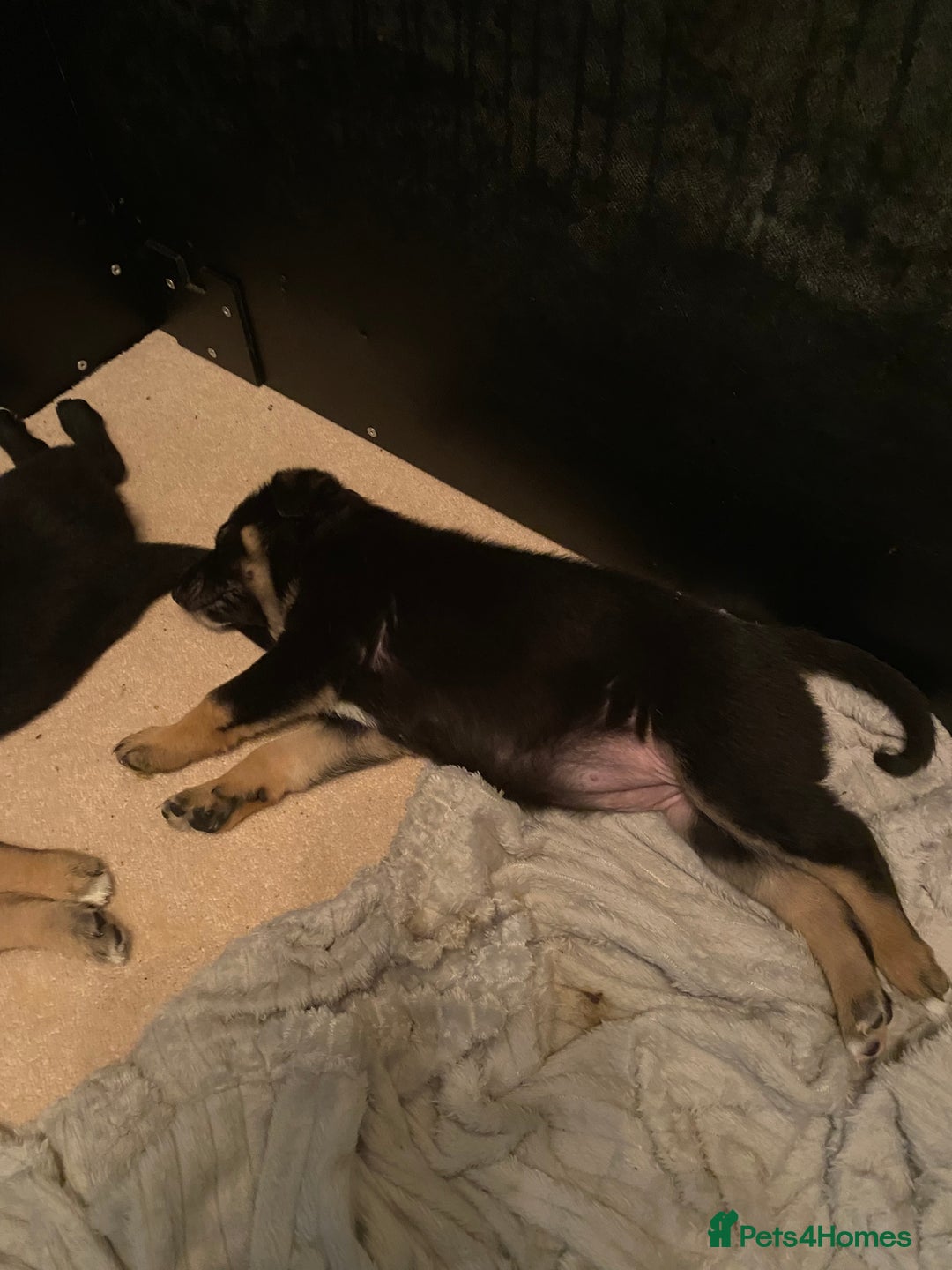 German Shepherd dogs for sale: Outstanding German shepherd pups  - Advert 7