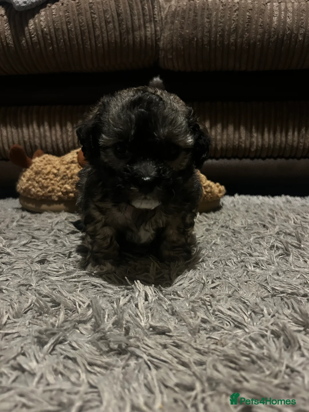 Mixed Breed dogs for sale: Stunning Chinese Crested X Shih Tzu - Advert 8