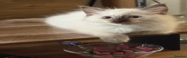Kitten 2