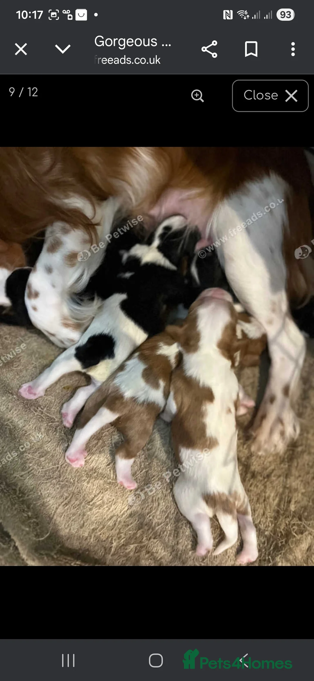 Cavalier King Charles Spaniel dogs for sale: King Charles puppies for sale 3 boys and 2 girls.  - Advert 4