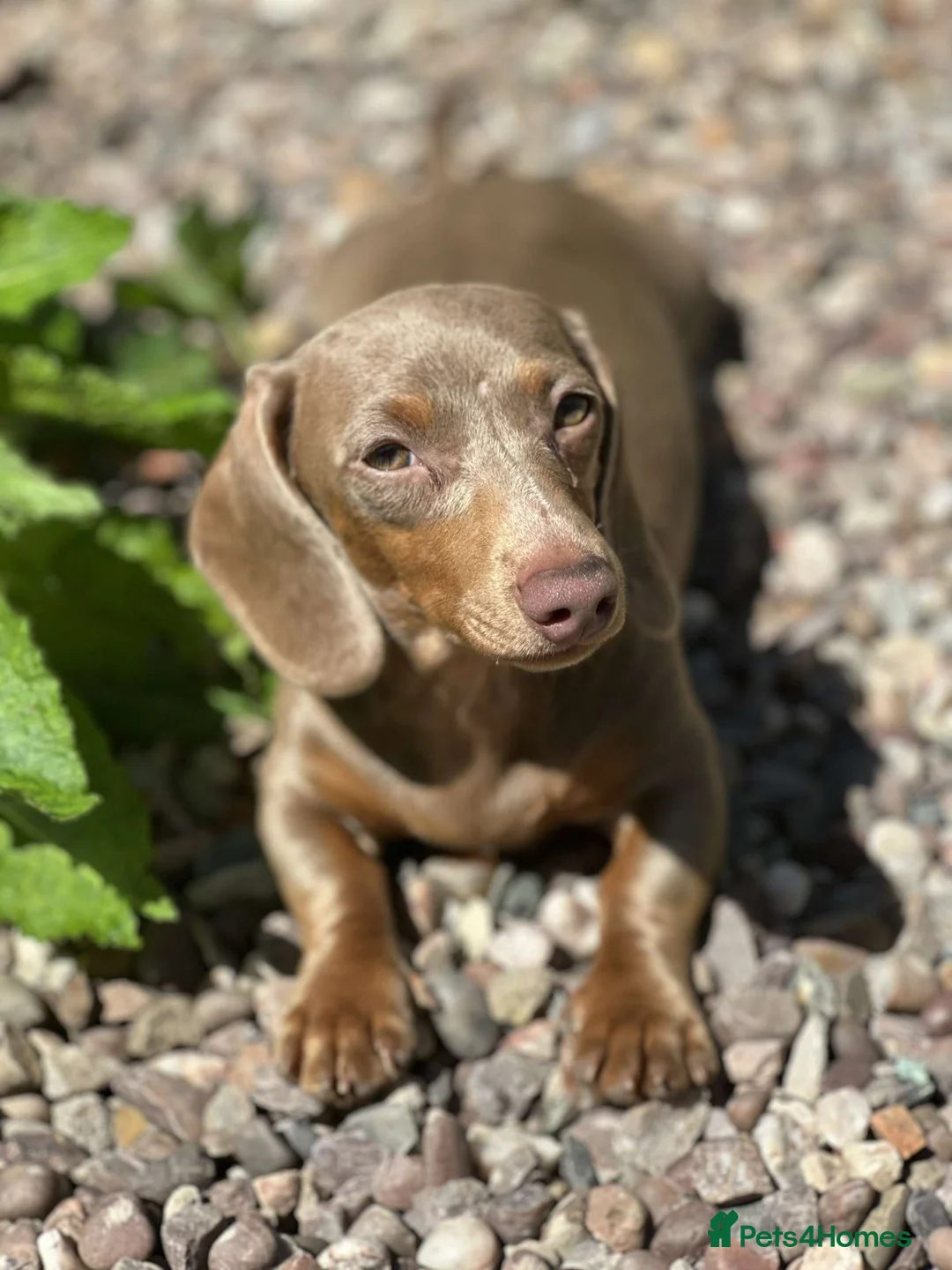 Dachshund dogs for sale: One little pup🩷 - Advert 1