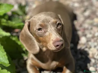 Dachshund dogs One little pup🩷 - Advert 9