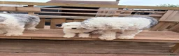 Old English Sheepdog dogs for sale: Kc Registered Old English Sheepdog - Advert 1