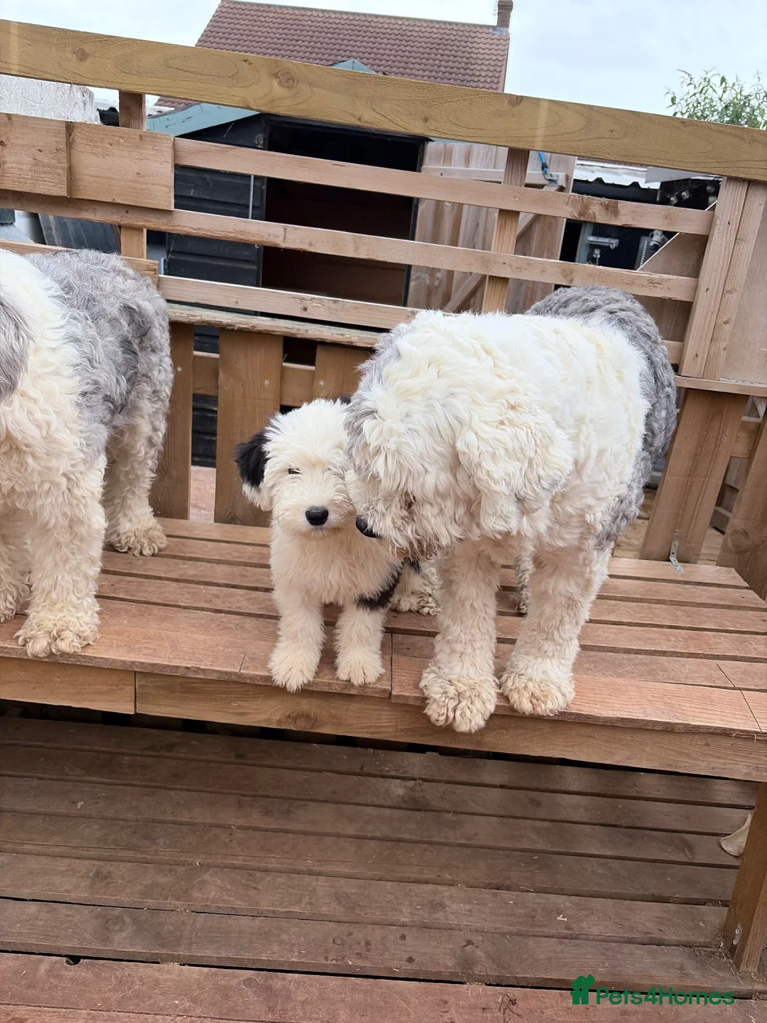 Old English Sheepdog dogs for sale: Kc Registered Old English Sheepdog - Advert 1