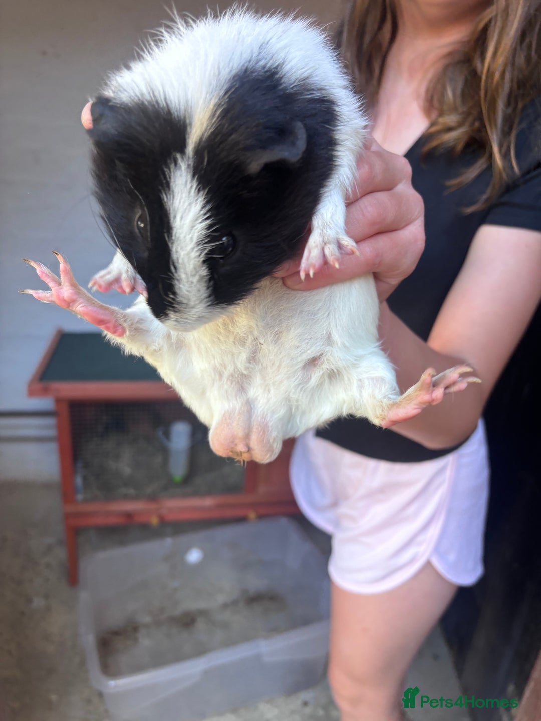 Guinea Pig rodents for sale: 3 Male Guinea Pigs, Hutch and Run For Sale - Image 2
