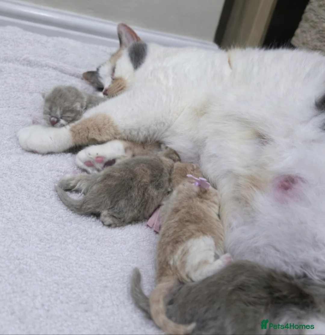 British Shorthair cats for sale: 🌟Last 2 kittens 🌟 Top quality British shorthair  - Advert 18