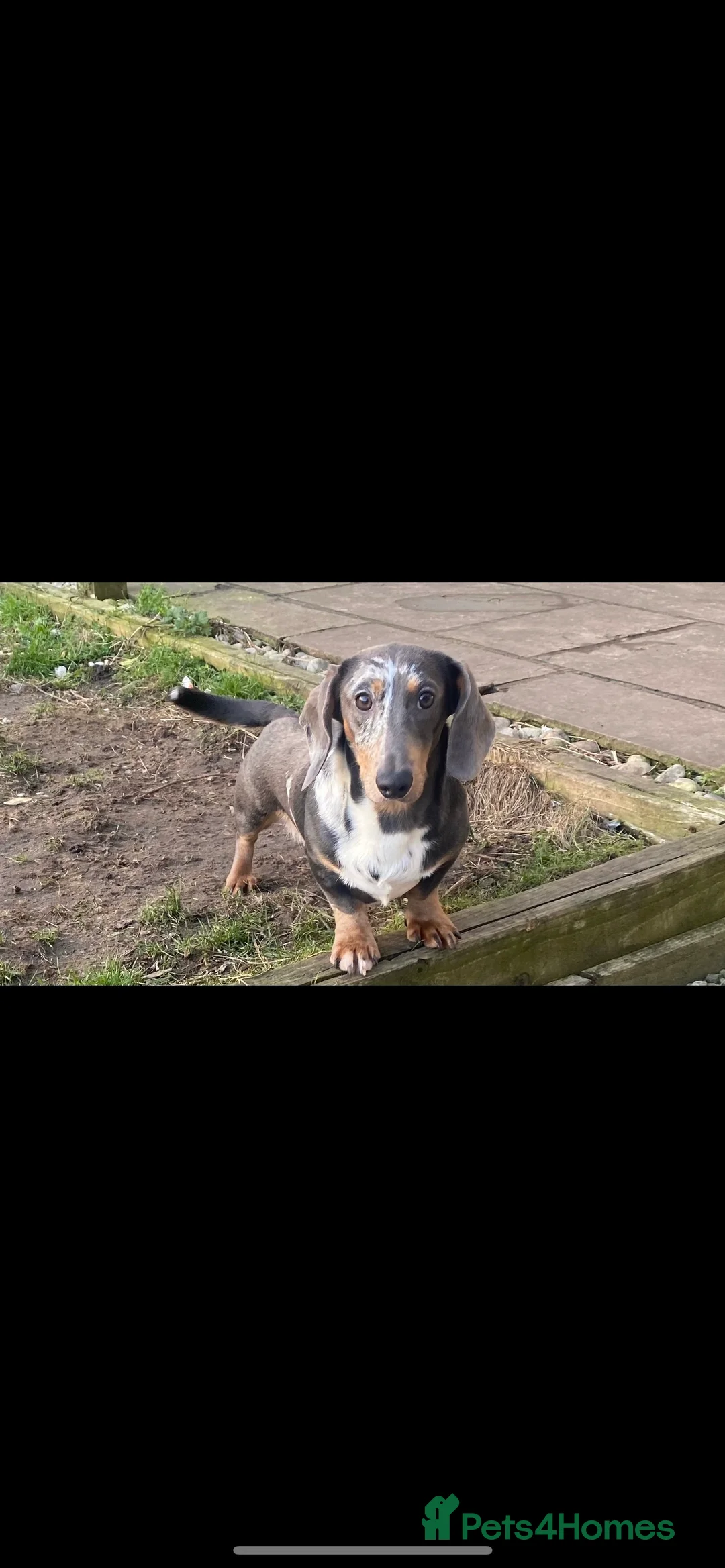 Dachshund dogs for stud: Miniature Daschund for Stud in York - Advert 2