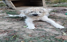 Mixed Breed dogs for adoption: Randolph, 2 - 3 yrs. Available for adoption. - Image 9
