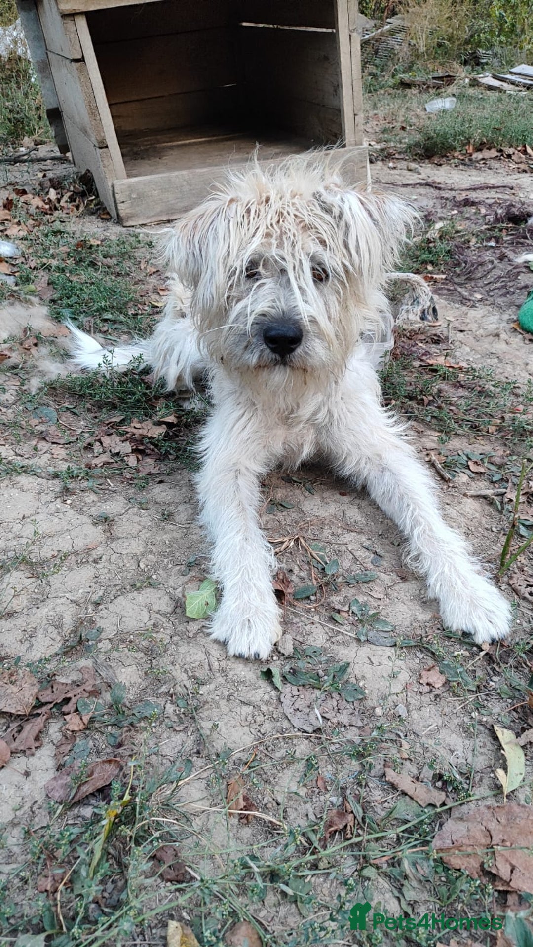 Mixed Breed dogs for adoption: Randolph, 2 - 3 yrs. Available for adoption. - Image 9