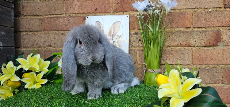 Pygmy Rabbit For Sale Squirrel Pets & Animals for sale | Pets4Homes