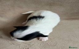 Coton De Tulear dogs for sale: Coton de Tulear puppies  - Image 9