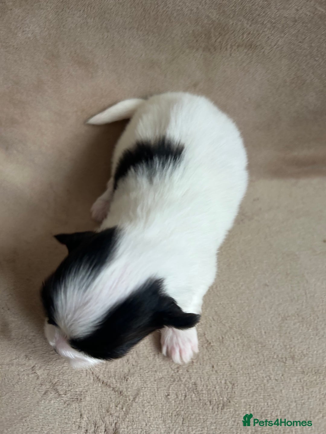 Coton De Tulear dogs for sale: Coton de Tulear puppies  - Image 9