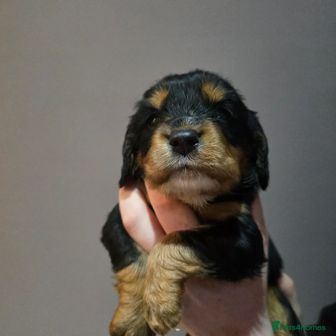 Cocker Spaniel dogs for sale: Cocker spaniel puppies for sale  - Advert 6