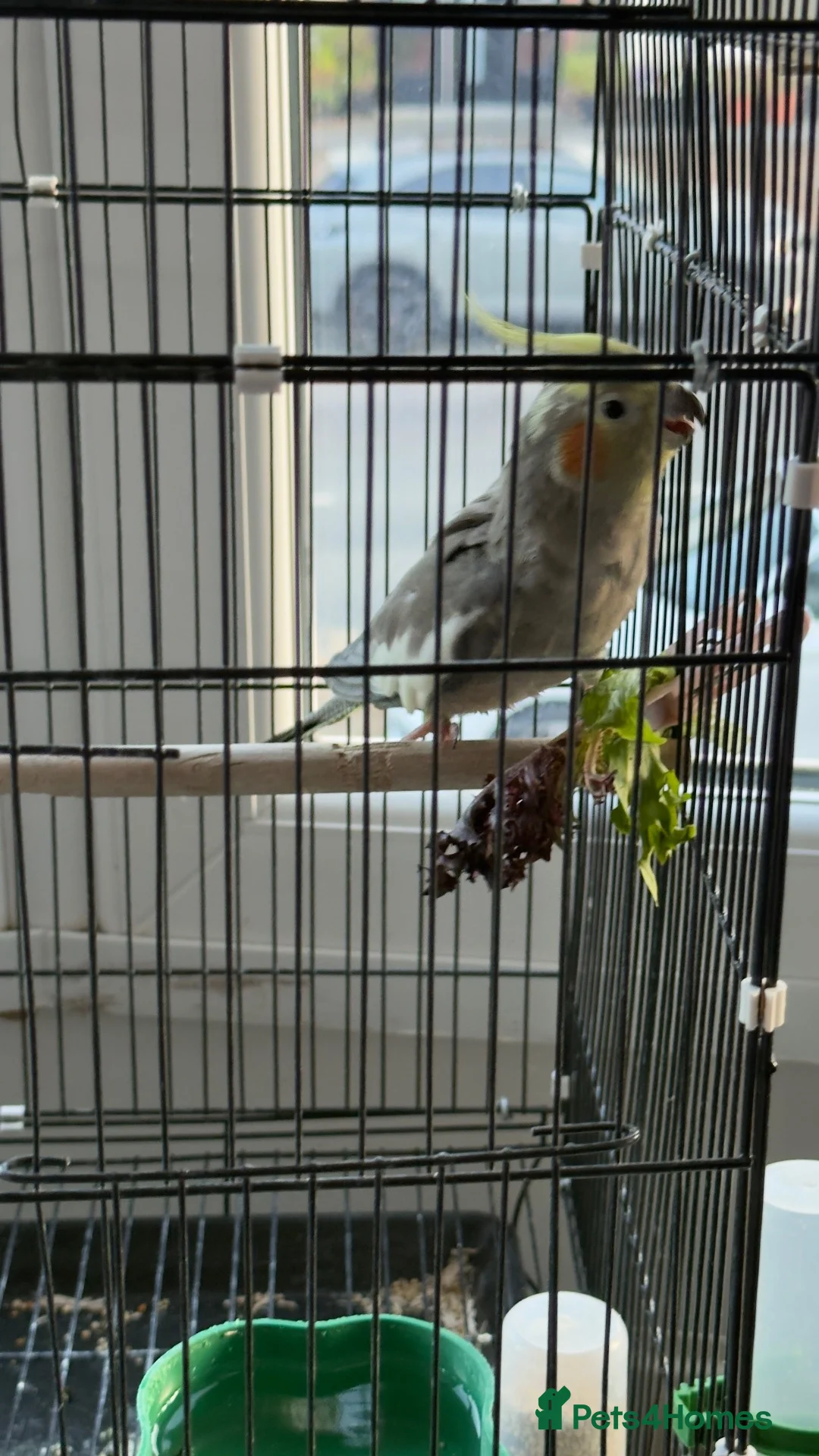Cockatiels birds for sale: Male and female  in Birmingham - Advert 6