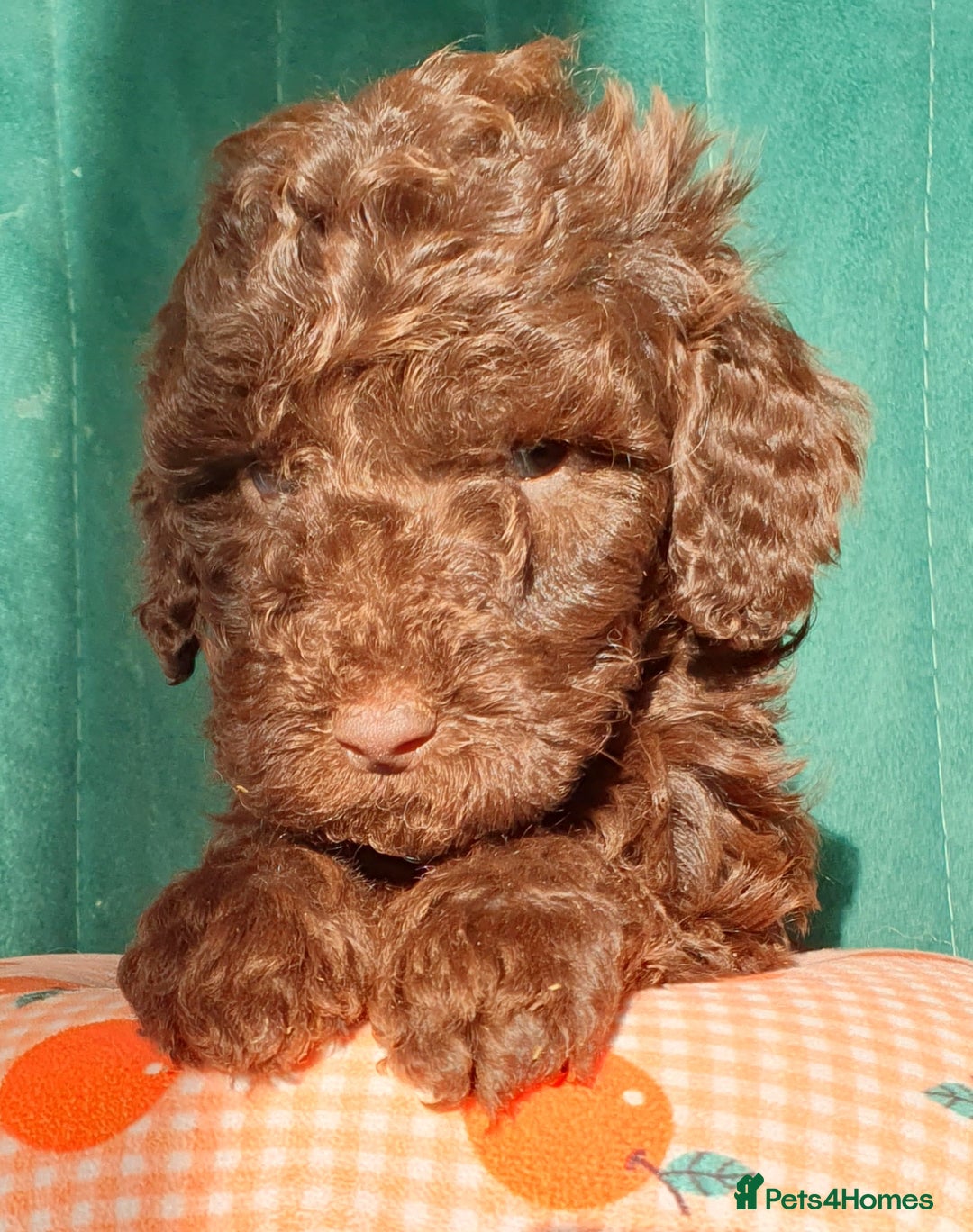 Miniature Poodle dogs for sale: Miniature poodle  - Advert 20