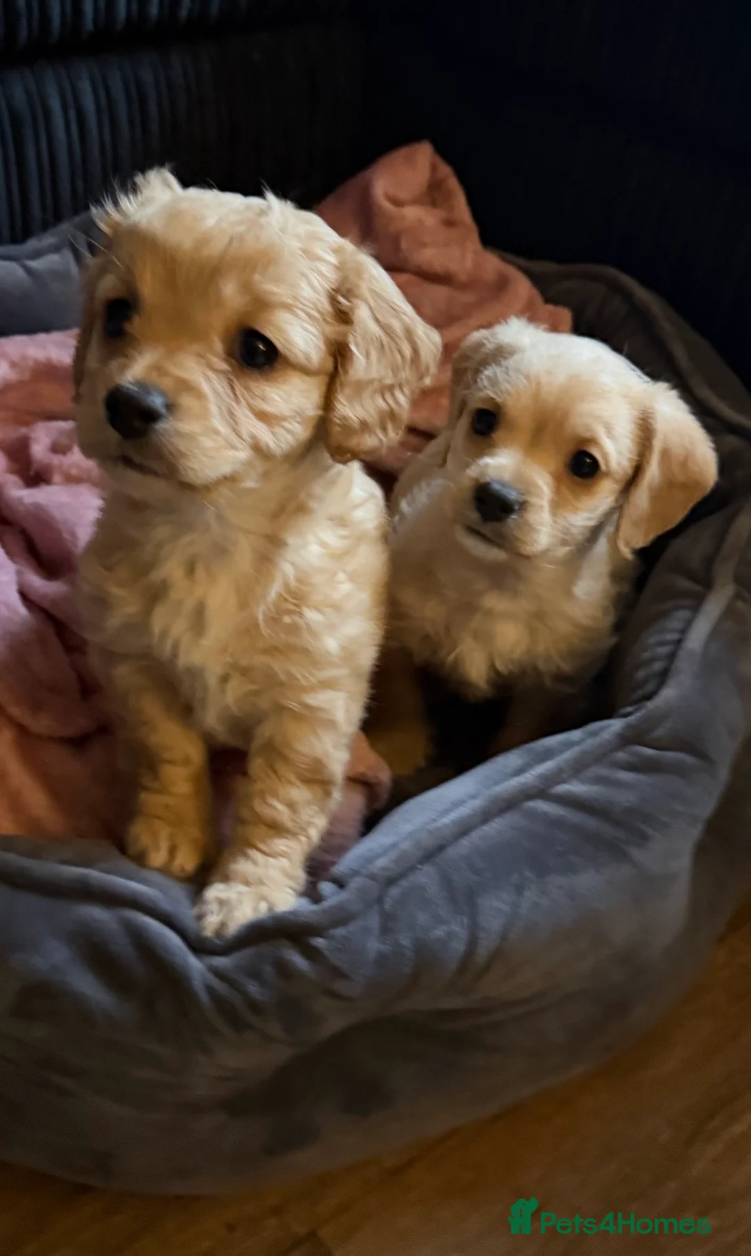 Mixed Breed dogs for sale: Dachshund Cavapoo mix  - Advert 2