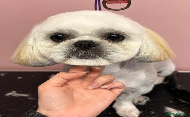 Shih Tzu dogs - Advert 3