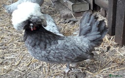 Chickens poultry for sale: Polish bantams all female  - Image 2