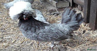 Chickens poultry - Advert 8