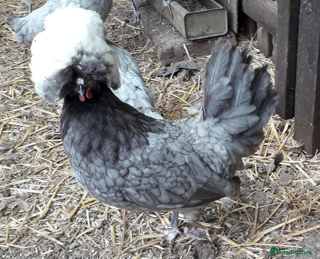 Chickens poultry for sale: Polish bantams all female  - Image 2