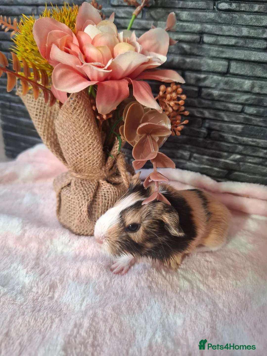 Guinea Pig rodents for sale: Long smooth coated sheltie - Advert 2