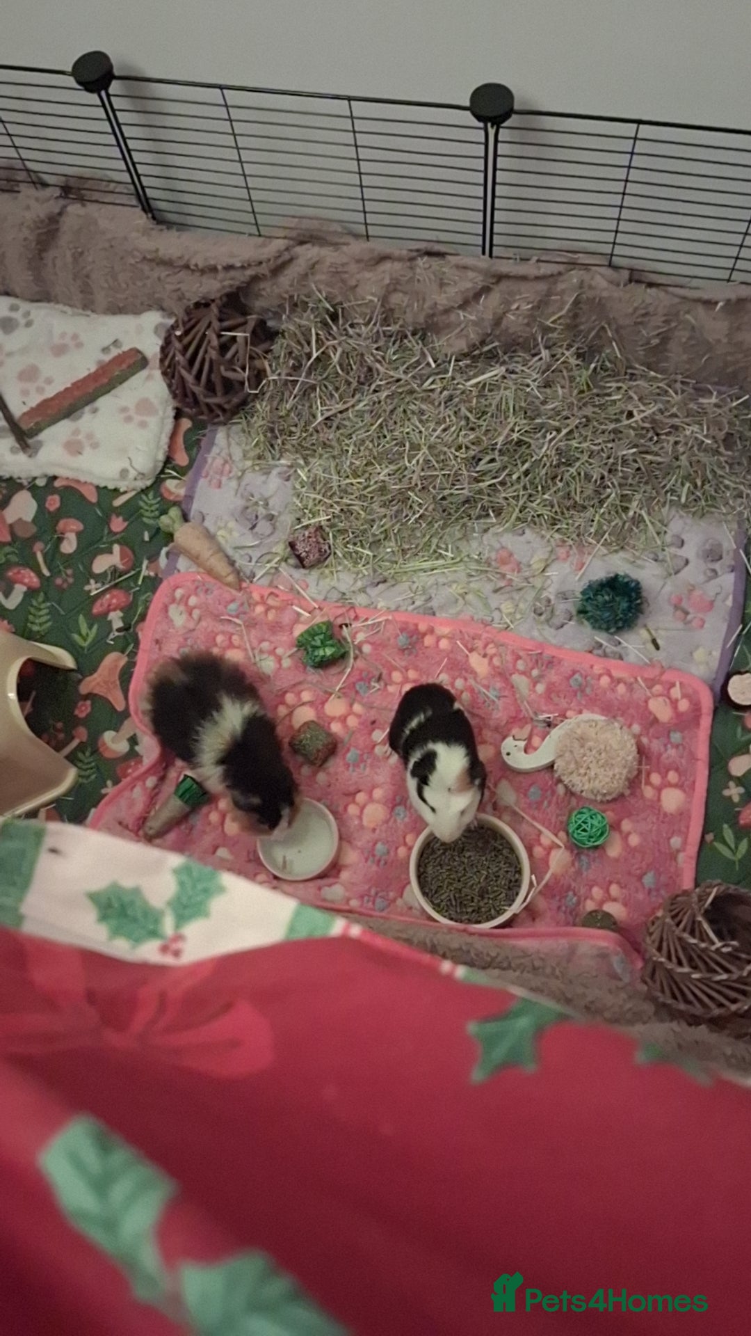 Guinea Pig rodents Guinea Pigs - Advert 1