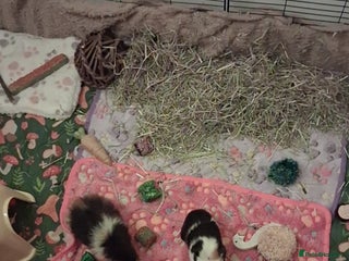 Guinea Pig rodents Guinea Pigs - Advert 1