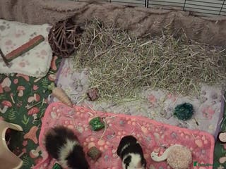 Guinea Pig rodents Guinea Pigs - Advert 7