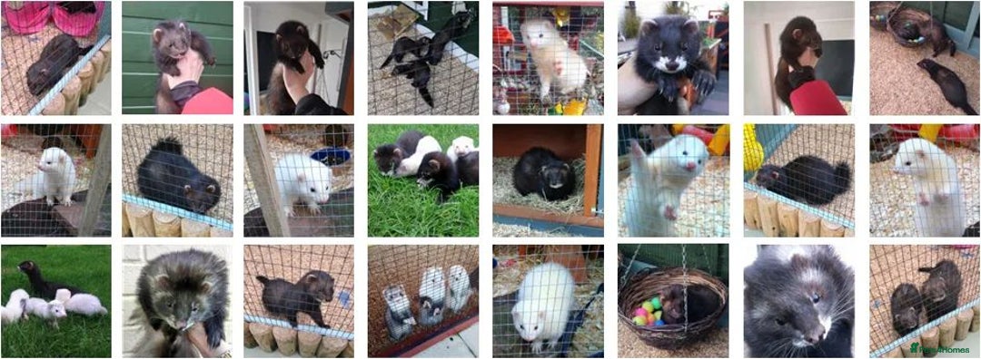 Ferret rodents for sale: Unwanted / Stray Ferrets - Advert 2