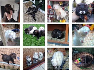 Ferret rodents Unwanted / Stray Ferrets - Advert 7
