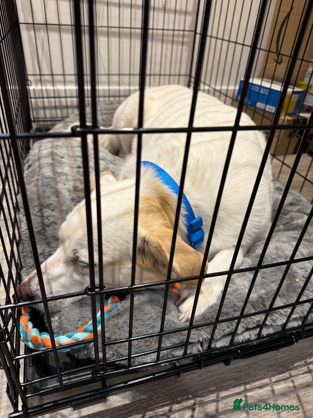 Mixed Breed dogs for sale: Lab X girl for urgent rehoming - Image 6
