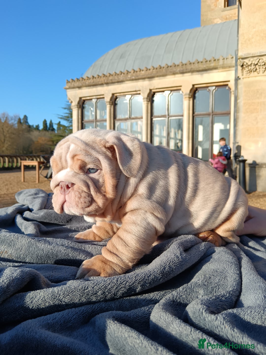 English Bulldog dogs for sale: 2 stunning males from the world famous Mr muscle  - Advert 19