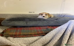 Whippet dogs for sale: Whippets  - Image 8