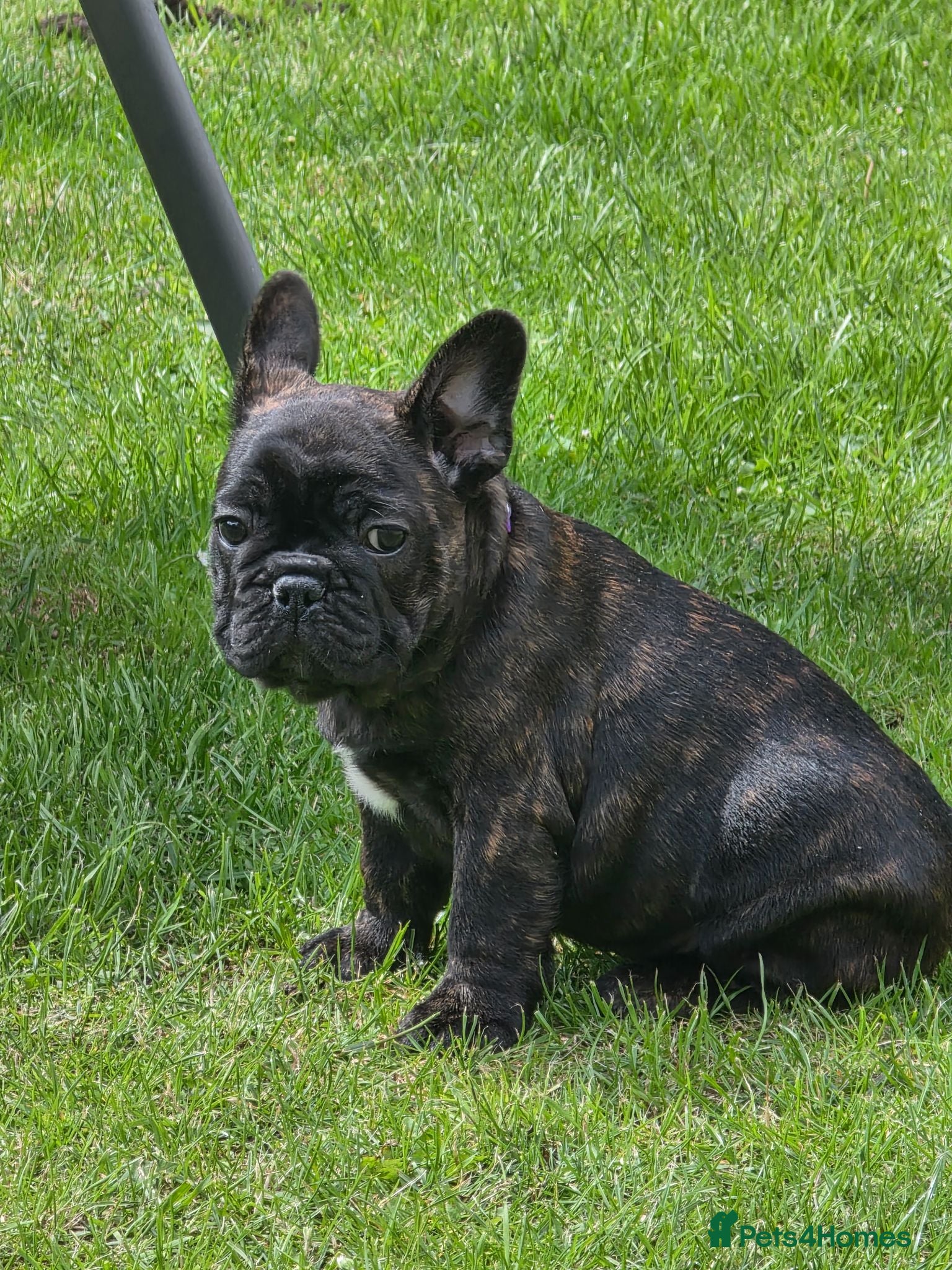 French Bulldog dogs "Last French Bulldog Puppy Available – Ready Now - Advert 16