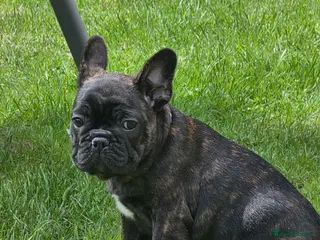 French Bulldog dogs "Last French Bulldog Puppy Available – Ready Now - Advert 16