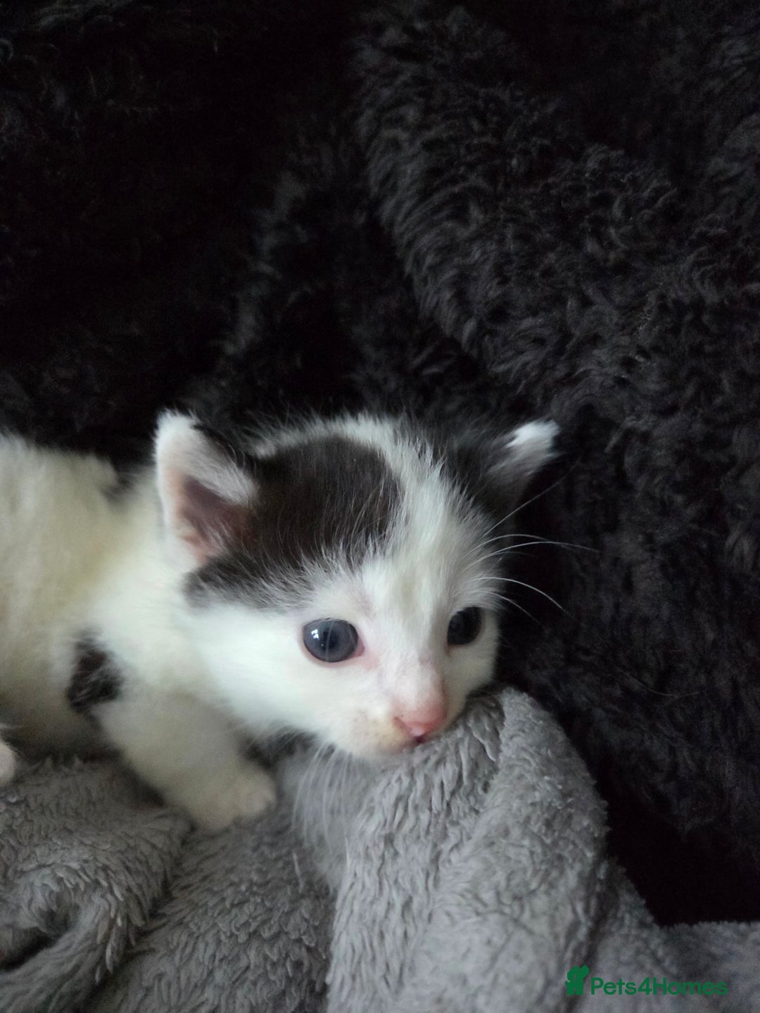 Mixed Breed cats for sale: 5 Fabulous kittens - Advert 26