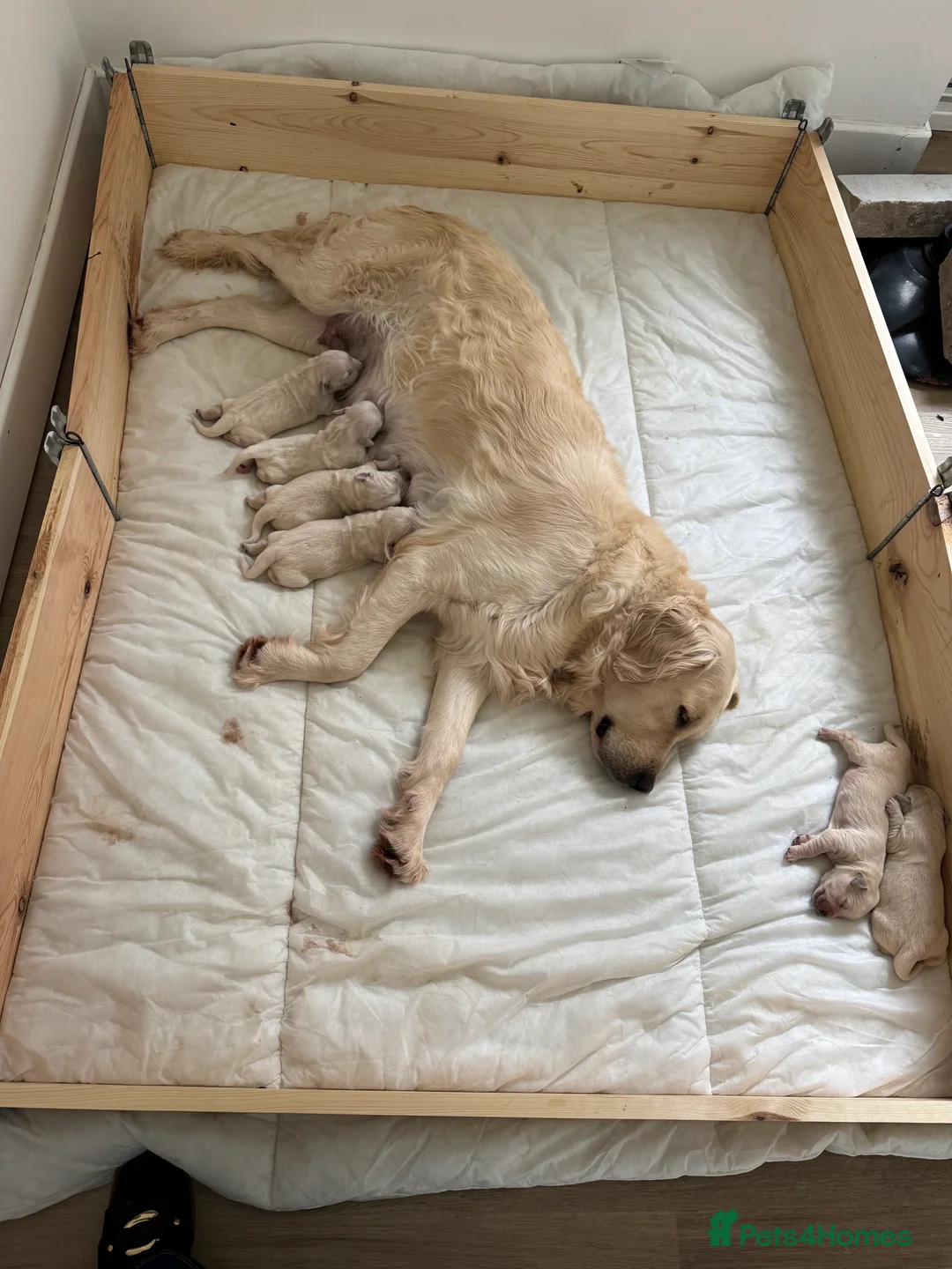 Golden Retriever dogs for sale: Golden retriever puppies for sale  - Advert 2