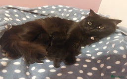 Mixed Breed cats for sale: Ragdoll x black tabby  - Image 2