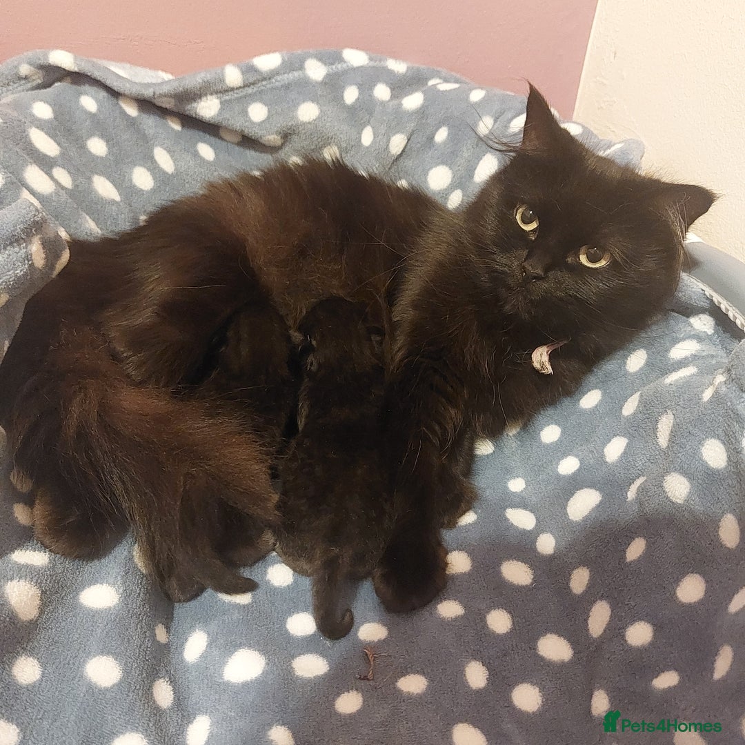 Mixed Breed cats for sale: Ragdoll x black tabby  - Image 2