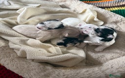 Morkie dogs for sale: +44 7794 219509 Mini morkie for sale  - Image 5