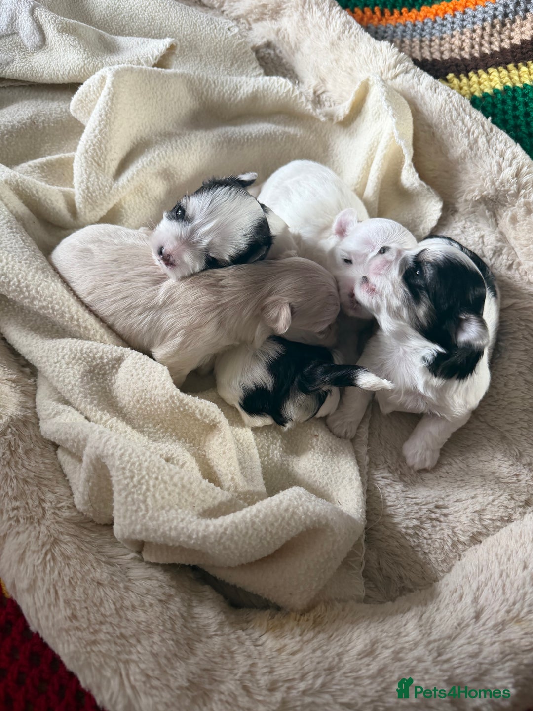 Morkie dogs for sale: +44 7794 219509 Mini morkie for sale  - Image 5