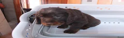 Cocker Spaniel dogs for sale: Working Cocker Spaniels - Advert 13