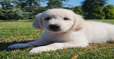 Golden Retriever dogs - Advert 2